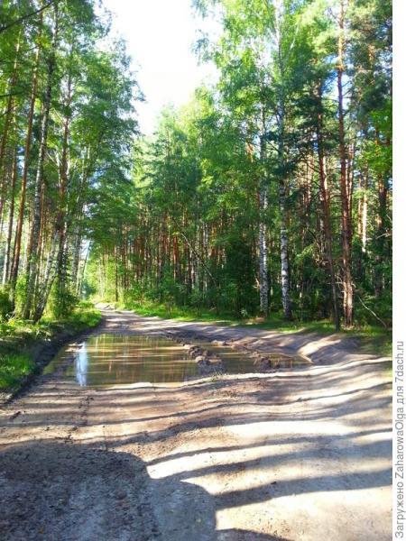 Прогулка по сказочному лесу...