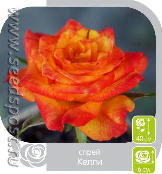 Розы Спрей. Сорта