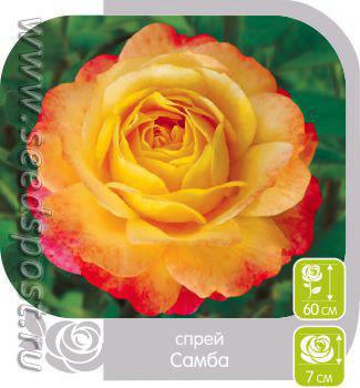 Розы Спрей. Сорта