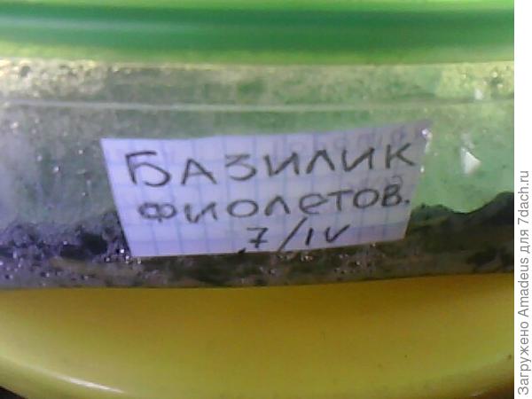 Базилик фиолетовый. Тест на всхожесть (продолжение)