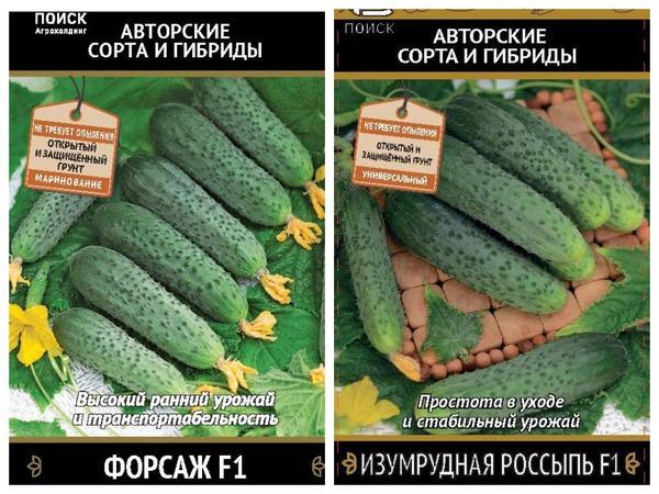 Огурец - молодец! Полезные свойства огурцов и рекомендации по их выращиванию