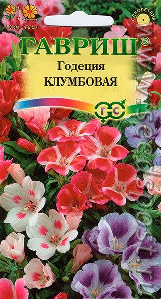 Нежная годеция