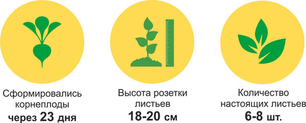 Редис 'Фиолетовая королева': шаг длиною в 23 дня, или От настоящих листьев до образования корнеплодов