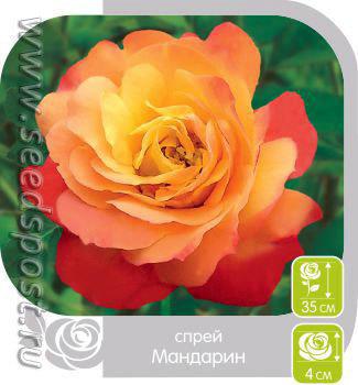 Розы Спрей. Сорта