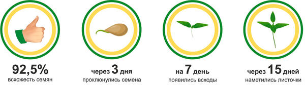 Морковь 'Парижская каротель': первый шаг навстречу раннему урожаю