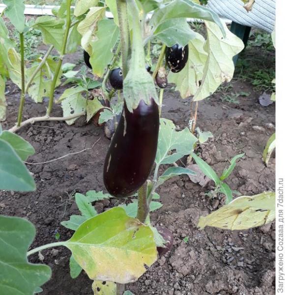 Баклажан 'Грибной вкус' оправдывает своё название