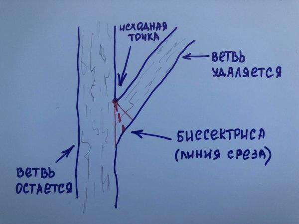 Обрезка плодовых деревьев: сроки, правила, инструменты