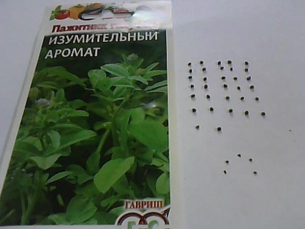 Пажитник голубой. Тест на всхожесть. Посев