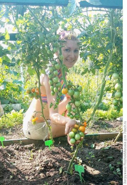 Чёрный, красный, золотой - всех попробуем гурьбой! Мы уже продегустировали свои томаты от "Аэлиты"!