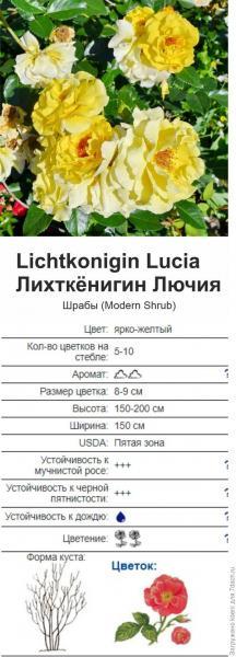 Посылка с розами от Татьяны Максимовской. "Океан роз". Отзыв с фото