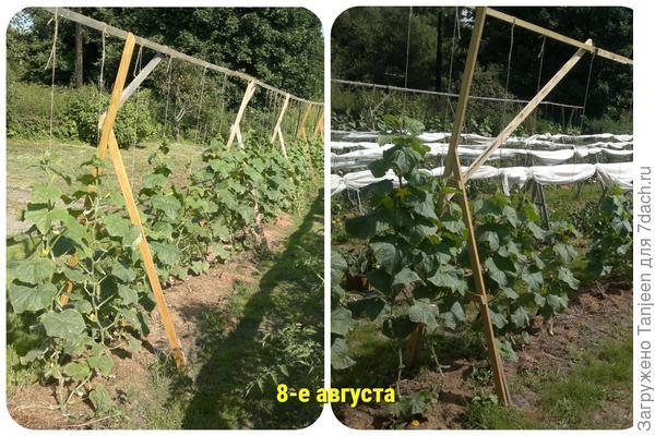 Выращивание огурцов в открытом грунте на шпалере. Описание агротехники и фотографии
