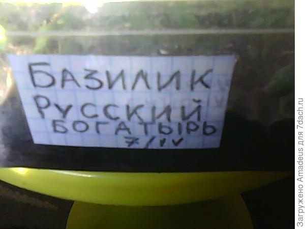 Базилик Русский богатырь. Тест на всхожесть (продолжение)