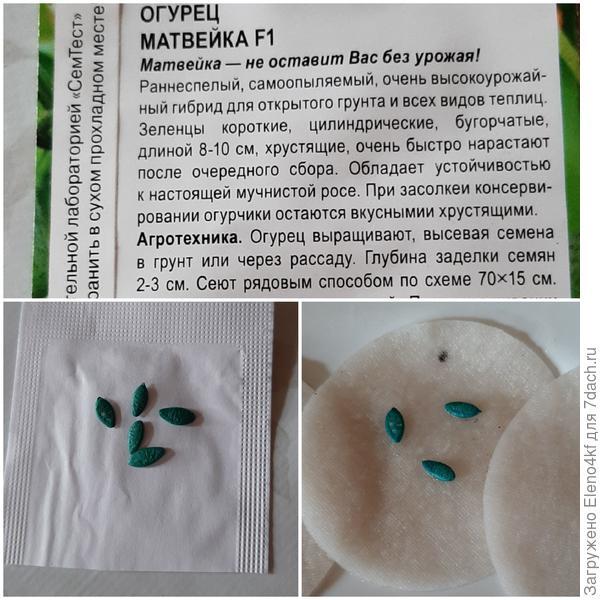 Удалой молодец - 'Матвейка' F1, огурец!