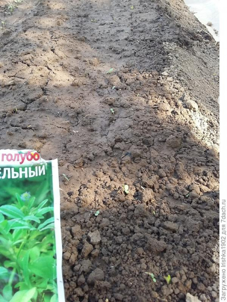 Пажитник голубой Изумительный аромат. Тест на всхожесть