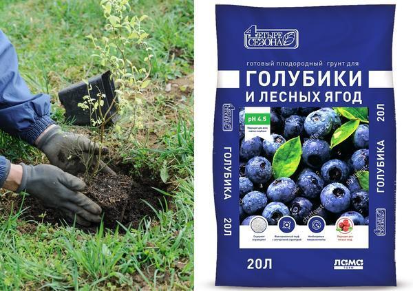 Правильные условия для голубики: грунт и подкормки
