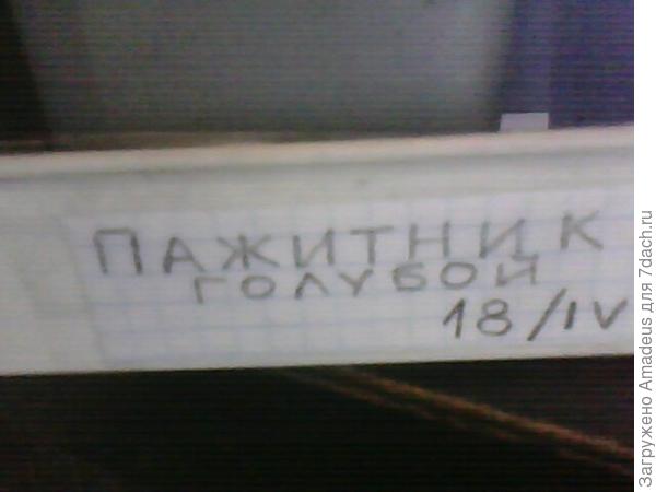 Пажитник голубой Изумительный аромат. Рост и развитие рассады (продолжение)