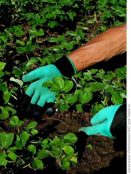Тестирование перчаток Garden Genie Gloves. Тест 7: подготовка грядок с клубникой к зиме