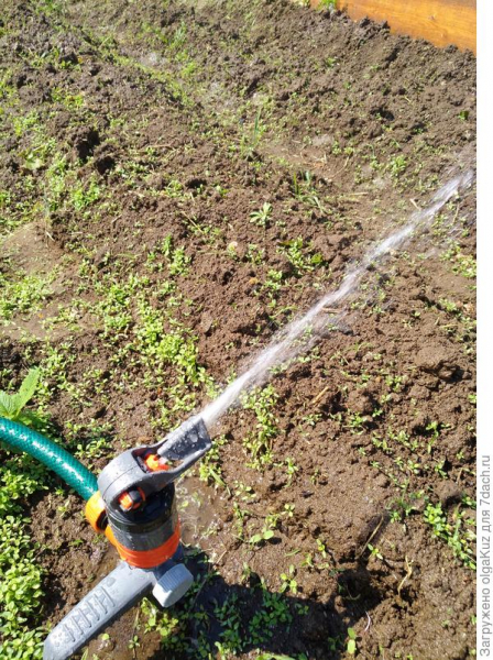 Мой лучший помощник при поливе - дождеватель Comfort Turbo-Drive Sprinkler Spike!
