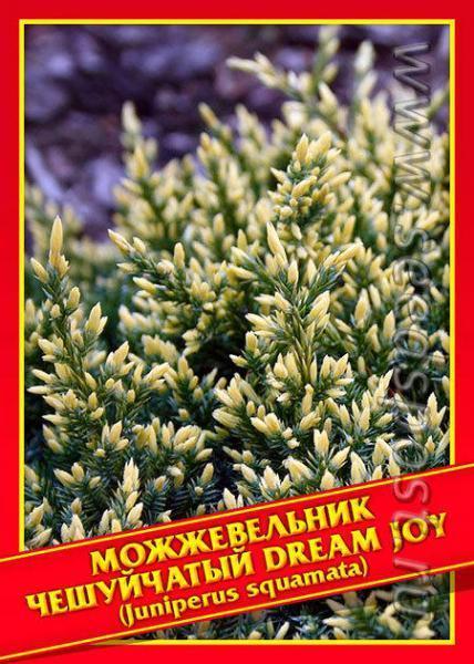 Хвойные из семян