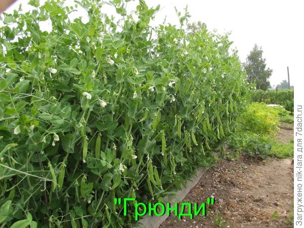 Урожай из семян НПО "Сады России"