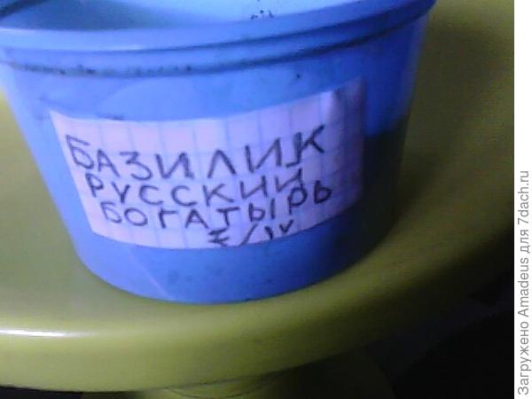 Базилик Русский богатырь. Тест на всхожесть (продолжение)