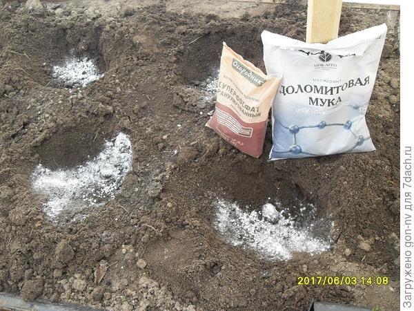 Томат «Обжорка». III этап. Пересадка в теплицу