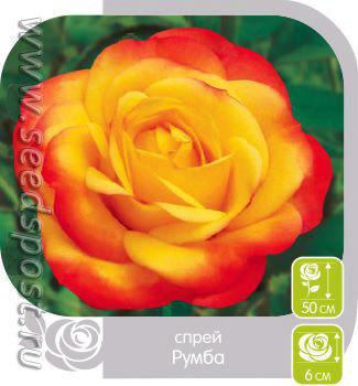 Розы Спрей. Сорта