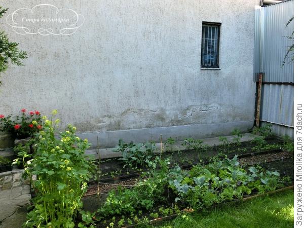 Опыт совмещенных и уплотненных посадок, или "Коммунальная квартира на огороде"