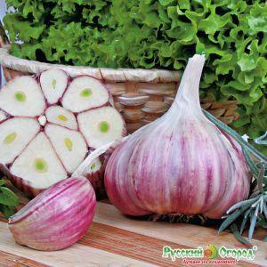 Долгожданная посылка с луковичными и саженцами!