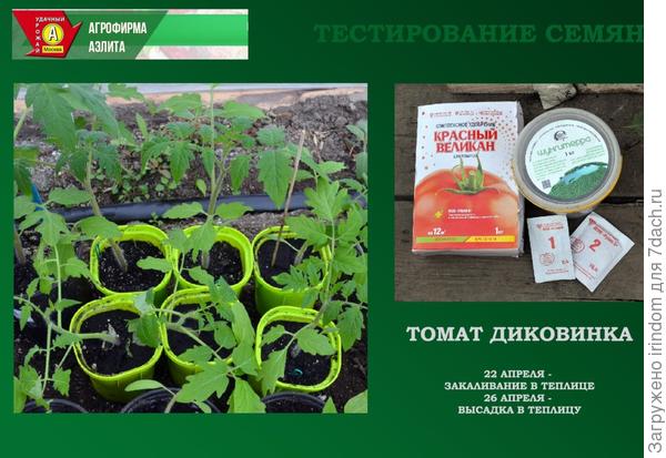 Томат Диковинка. III этап - высадка в теплицу