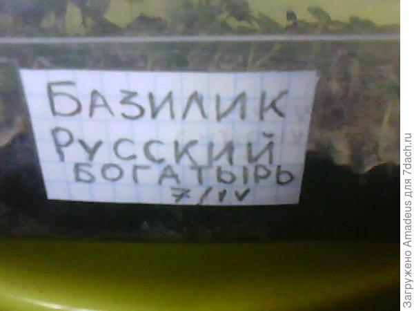 Базилик Русский богатырь. Тест на всхожесть (продолжение)