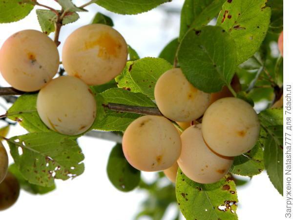 Мой маленький сад: урожай ягод и фруктов