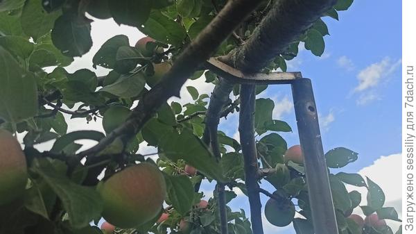 Простые и удобные подпорки для яблонь и груш своими руками. Видео