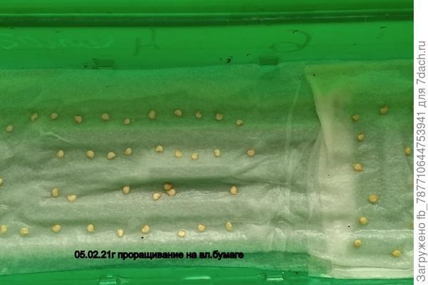 Выращивние пасленовых культур из семян: предпосевная обработка, посев, всходы. Фото