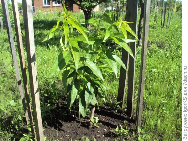 Выращивание персика в условиях средней полосы. Личный опыт читателя