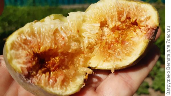 Инжир Медовый (Белый). Характеристики сорта, выращивание, фото