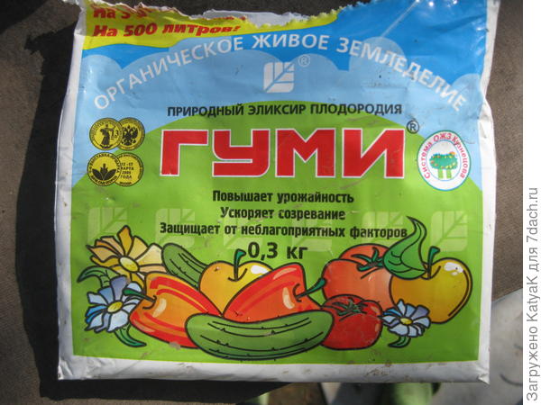 Томат Неженка. III этап. Высадка в теплицу