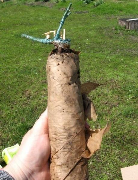 Пополнение в мой розарий. Часть вторая: саженцы из питомника "Братья Топалович"