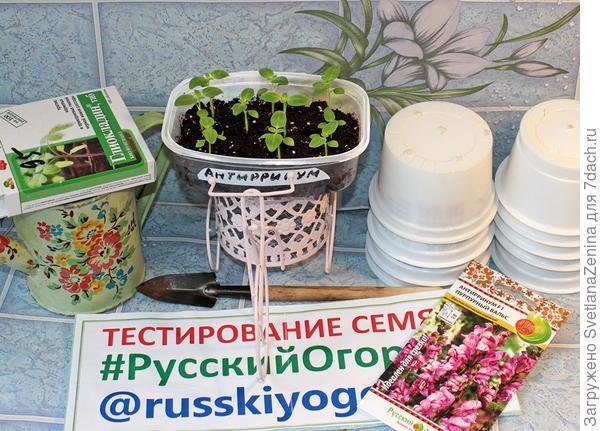 Львиный зев в "Пурпурном вальсе" выехал на ПМЖ