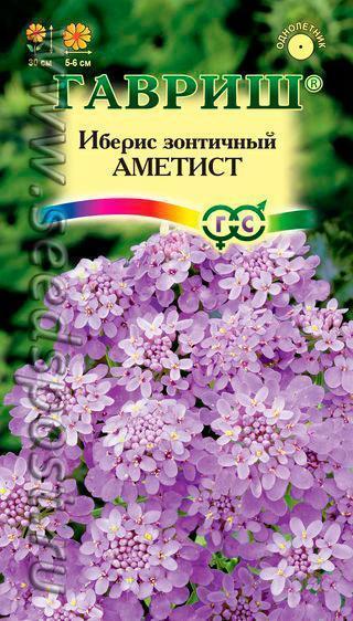 Цветные зонтики ибериса