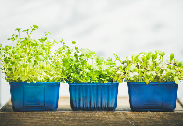 Огород на подоконнике: выбираем семена в интернет - магазине Seedspost