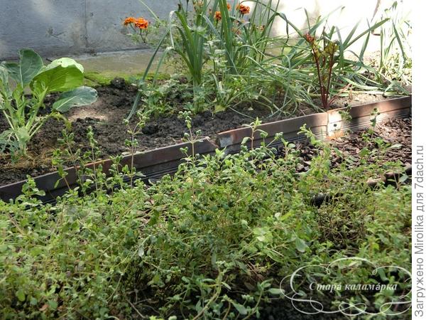 Опыт совмещенных и уплотненных посадок, или "Коммунальная квартира на огороде"