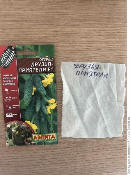 Огурец 'Друзья-приятели' - начало!