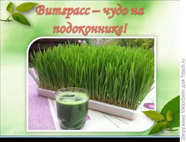 Чудеса на подоконнике