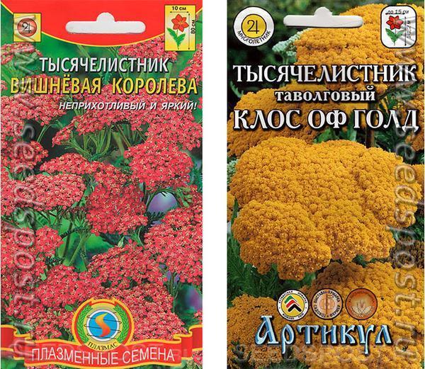 Новое амплуа знакомого всем тысячелистника