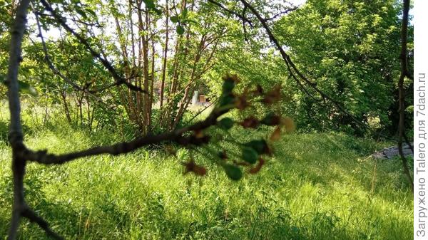 «Загорели руки в тёмное»... и другие дачные ведомости