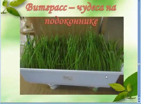 Чудеса на подоконнике