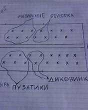 Томат Пузатики. III этап. Пересадка в теплицу