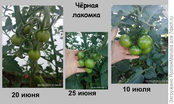 Чёрный, красный, золотой - всех попробуем гурьбой! Мы уже продегустировали свои томаты от "Аэлиты"!