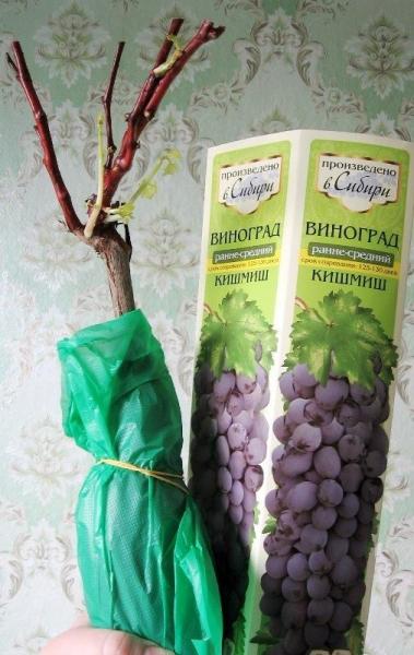 Саженцы от фирмы Семена Алтая. Моему винограднику быть!